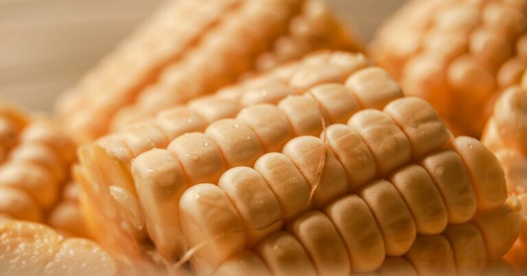 maize_resized
